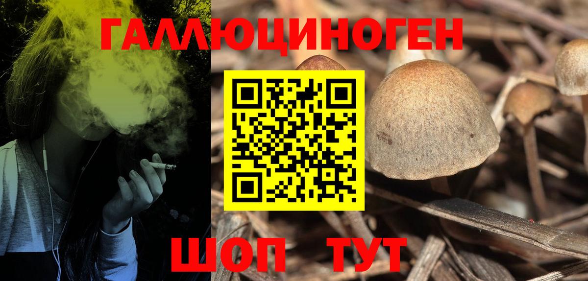 Галлюциногенные грибы Psilocybine cubensis  Биробиджан 